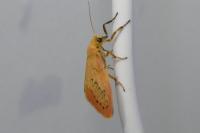 Miltochrista miniata