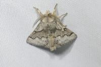 Trichiura crataegi