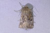 Luperina dumerilii