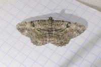 Peribatodes rhomboidaria