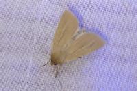 Mythimna pallens