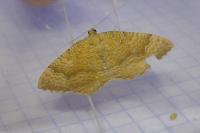 Camptogramma bilineata