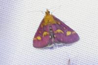 Pyrausta purpuralis