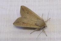 Mythimna unipuncta