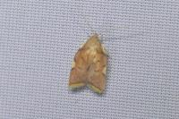 Carcina quercana