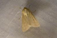 Mythimna vitellina