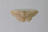 Scopula imitaria