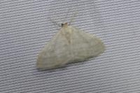 Idaea subsericeata