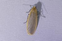 Katha depressa