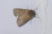 Xestia xanthographa