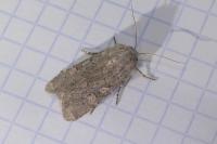 Luperina testacea