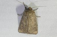 Luperina testacea
