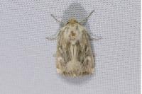 Luperina dumerilii