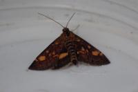 Pyrausta aurata