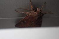 Xestia xanthographa