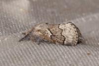 Trichiura crataegi