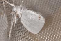 Sphrageidus similis
