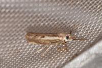Agriphila geniculea