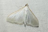 Palpita vitrealis