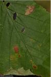 Parornix devoniella