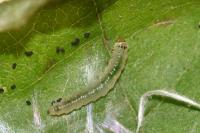 Parornix devoniella