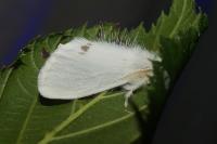 Sphrageidus similis