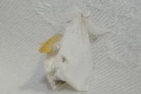 Sphrageidus similis