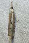Agriphila geniculea