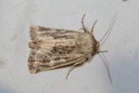 Luperina dumerilii