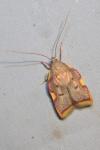 Carcina quercana