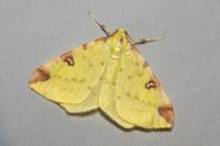 Opisthograptis luteolata