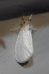 Sphrageidus similis
