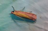 Oncocera semirubella