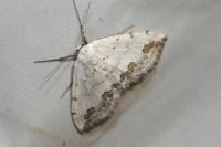 Scopula ornata
