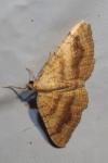 Camptogramma bilineata