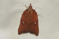 Acleris rhombana