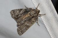 Acronicta rumicis
