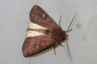 Xestia xanthographa