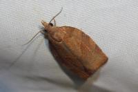 Pandemis heparana