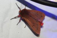 Phragmatobia fuliginosa