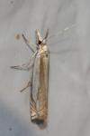 Crambus pascuella