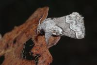 Trichiura crataegi