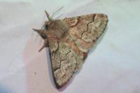 Trichiura crataegi
