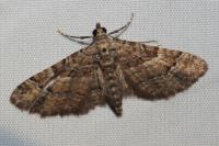 Gymnoscelis rufifasciata