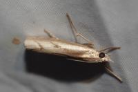 Agriphila geniculea