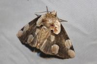 Thyatira batis