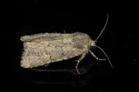Luperina testacea