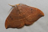 Watsonalla binaria