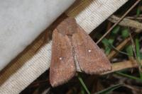 Mythimna albipuncta