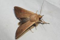 Mythimna unipuncta